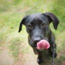 (주)포베츠 이미지