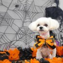 펫보드레 이미지