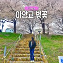 벚나무길 | 대구 아양교 벚꽃터널 금호강벚나무길 실시간 개화 상황