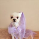 반짝반짝내작은개 이미지