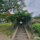 GS25 삼락공원점 | [2026/6/25 목]부산 능소화 삼락생태공원 낙동제방벚꽃길 실시간 개화