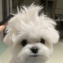 더키움 동물병원 이미지