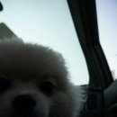 수아동물병원 이미지