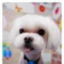 딱지애견샵 이미지