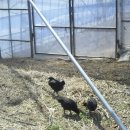 참다래농장 이미지