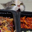 우리고양이 이미지