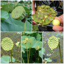 관곡지 | 고귀함과 깨달음의 상징 "연꽃"(East indian lotus)