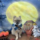 멍멍이까까 이미지