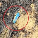 산불 용의자 “나뭇가지 태운 건데”…최초 발화지엔 버려진 라이터﻿ 이미지