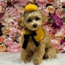 신촌애견미용실 이미지