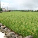 금성리 노인회관 이미지