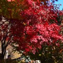 시그마타워 우측(병천순대) | 곤지암 화담숲 예약 모노레일 실시간 단풍시기 절정 날씨 주차 맛집