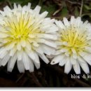 하얀민들레 이미지