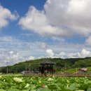 고구낚시터 | 연꽃이 아름다운 교동도 고구저수지
