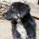 개는 네팔이나 몽골에서 왔을 수도 있다고 새로운 유전 연구가 주장한다. 이미지