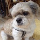 개도널사랑해 이미지