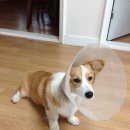 개포별빛동물병원 이미지