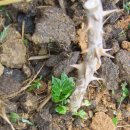 참수농장 이미지