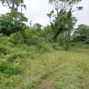 조수초등학교 이미지