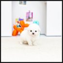 즐거운 | 🐾 시흥시청 강아지분양 후기｜포메라니안과 함께한 즐거운 집사 생활