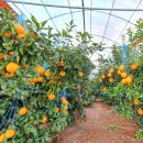 삼진농장 이미지