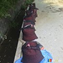 풍기진생 이미지
