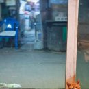 멍멍냐옹 이미지