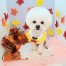 퍼피원데이 이미지