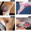 24시 연희동물의료센터 이미지