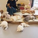 퍼피글랫 이미지