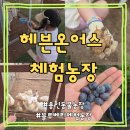 가나농장 | [용인가볼만한곳] '헤븐온어스' 블루베리체험농장 &amp; 용인동물농장 아이와 함께 주말 후기