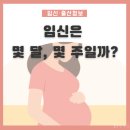임신기간 몇 달 초기 중기 후기별 특징