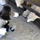 양아목장 이미지