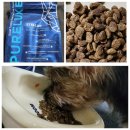 펫티노 | 퓨어럭스 스텔라 사료 / 저단백 저지방 시니어 노령견 노견 처방식 대체 사료 / 신장, 심장, 간사료...