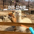 CU 남여주IC점 | 경기도 여주 아이랑 가볼만한 곳 알파카 카페 &#39;여주 산속애&#39; 동물체험 후기