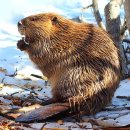 땅땅치킨용산2호점 | [영화] 서울 3월 팝업, 호퍼스 CGV 용산 아이파크몰 관람 후기, 비버란 무엇인가