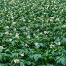 까치구멍집 이미지