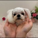 일산애견호텔 강아지 유치원 미용 맘바이 일산점 이미지