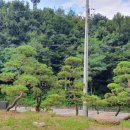 익령군 이치 묘소 이미지