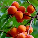 어머니의 마음 이미지