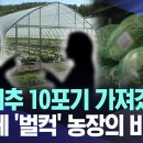 Re: 배추가 금추네 살인도 나고있죠 이미지