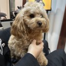 제이애견샵 이미지