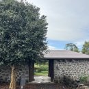 밭담 | 냉온탕에 온수풀, 사우나까지? 겨울여행 가기 좋은 감성숙소 [제주 조천 | 밭담집]