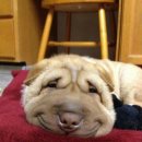 행복한강아지 이미지