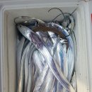 칼치랑고등어랑 이미지