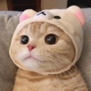 참치싸다구 이미지