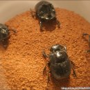 반디랜드 곤충박물관 이미지