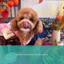 털로덮인친구들 수원매교점 | 수원역호텔 털로덮인친구들 애견유치원 &amp; 애견호텔 수원매교점 프리미엄 반려견 호텔에서 특별한 경험을...