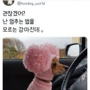 귤꽃향기