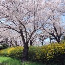 낙동제방길-1 이미지